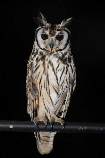 Striped Owl