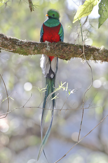 Resplendent Quetzal