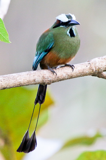 Turquoise-browed Motmot
