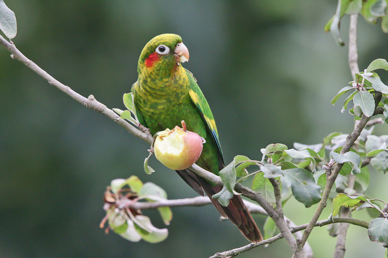 Sulphur-winged Parakeet 