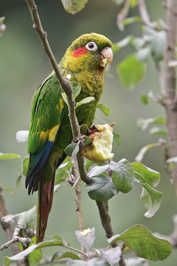 Sulphur-winged Parakeet 