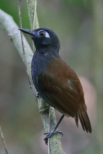 Chestnut-backed Antbird 