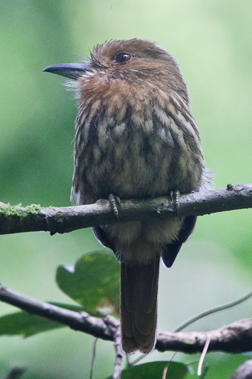 White-wiskered Puffbird