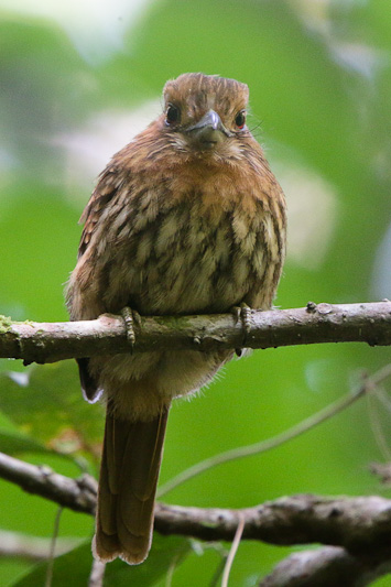 White-wiskered Puffbird
