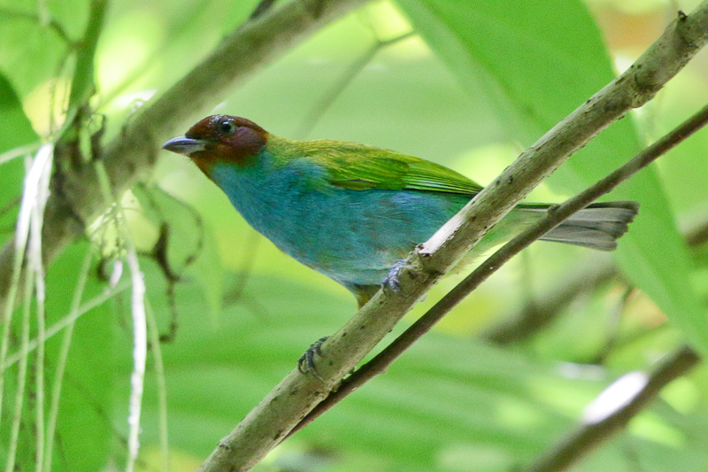 Bay-headed Tanager