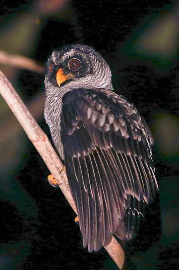 Black-and-White Owl