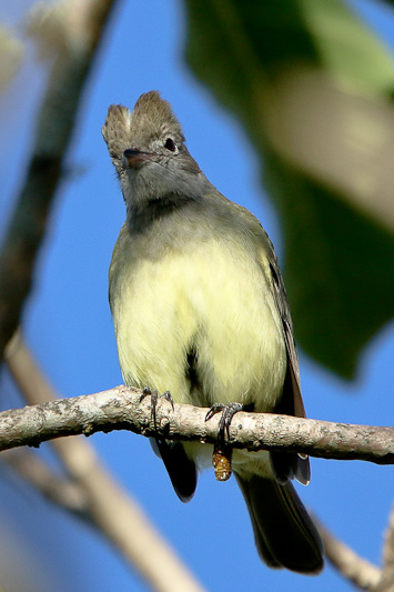 Yellow-bellied Elaenia 