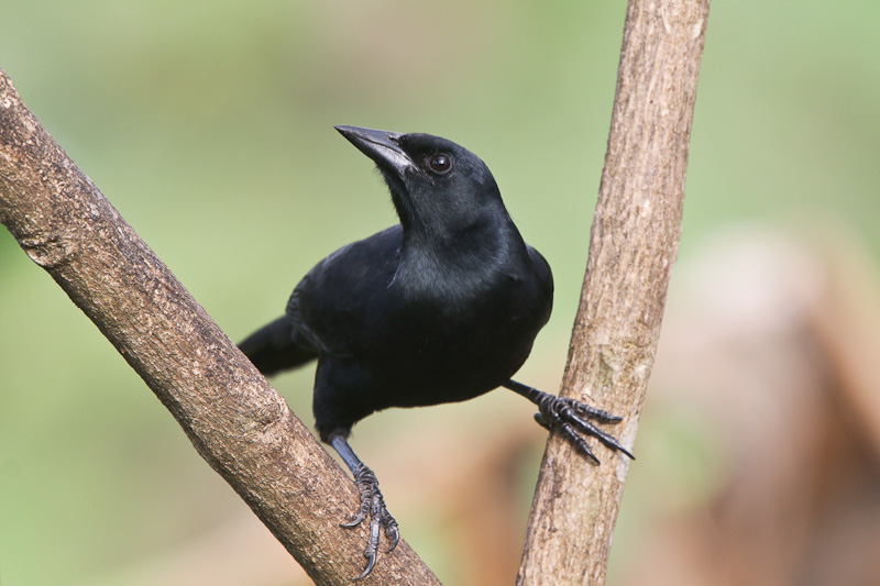 Melodious Blackbird