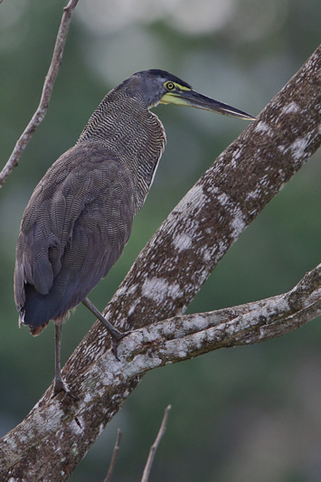 Bare-throated Tiger-Heron
