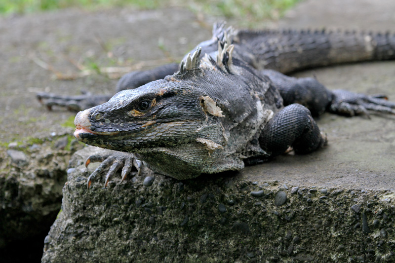 Green Iguana