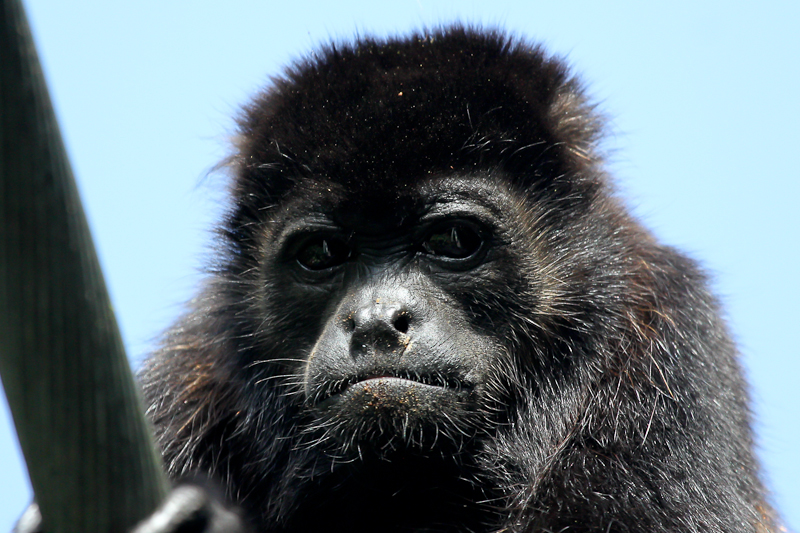 Howler Monkey