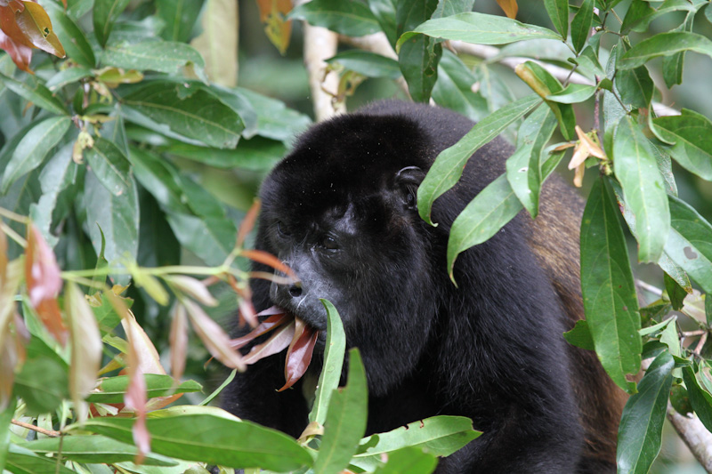 Howler Monkey