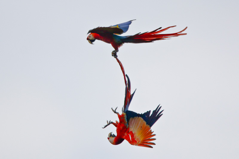 Scarlet MaCaw