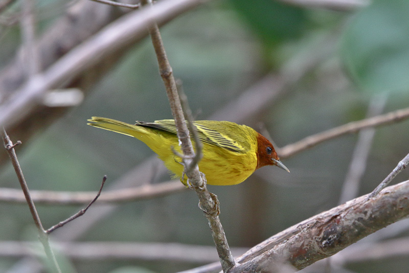 Mangrove Warbler 