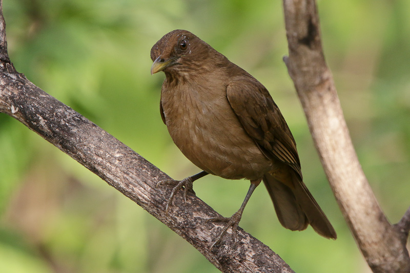 Clay-colored Thrush