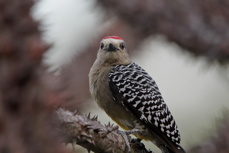 Hoffmanns Woodpecker