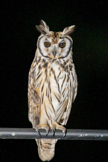 Striped Owl
