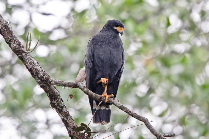 Mangrove Black Hawk