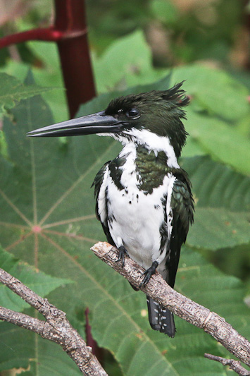 Amazon Kingfisher