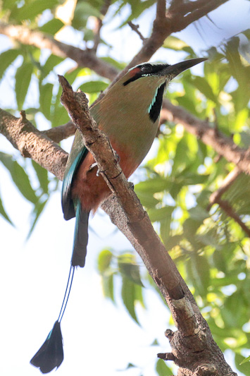 Turquoise-browed Motmot 