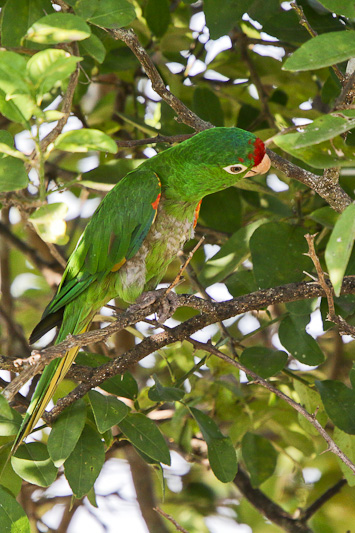 Crimson-fronted Parakeet 