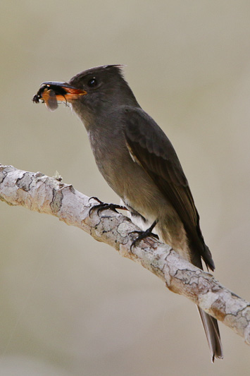 Black Pewee