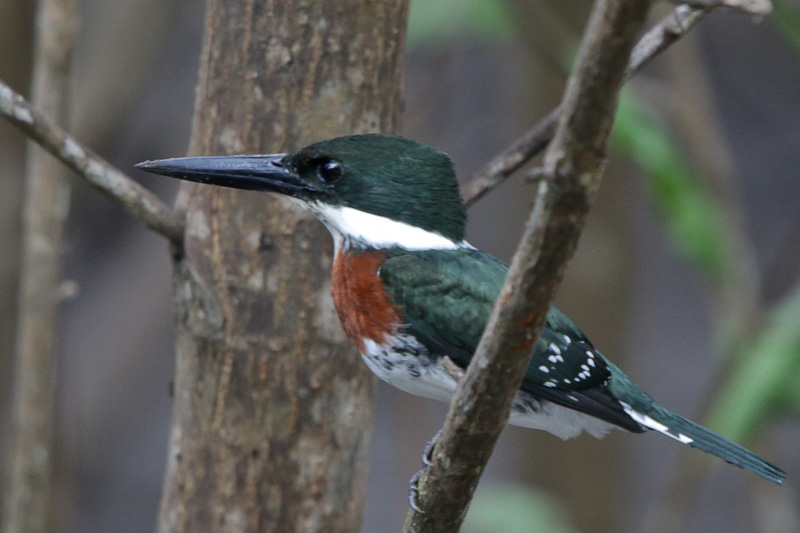 Green Kingfisher