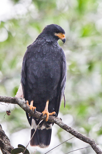 Mangrove Black Hawk