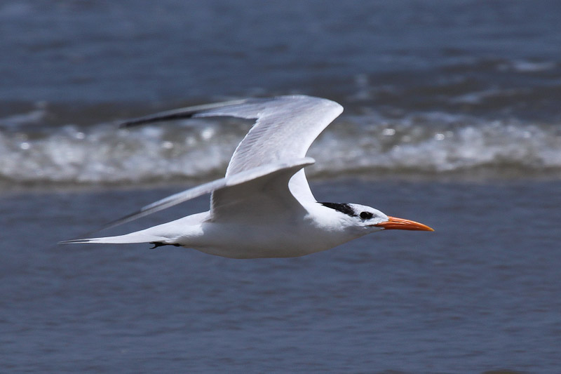 Royal Tern