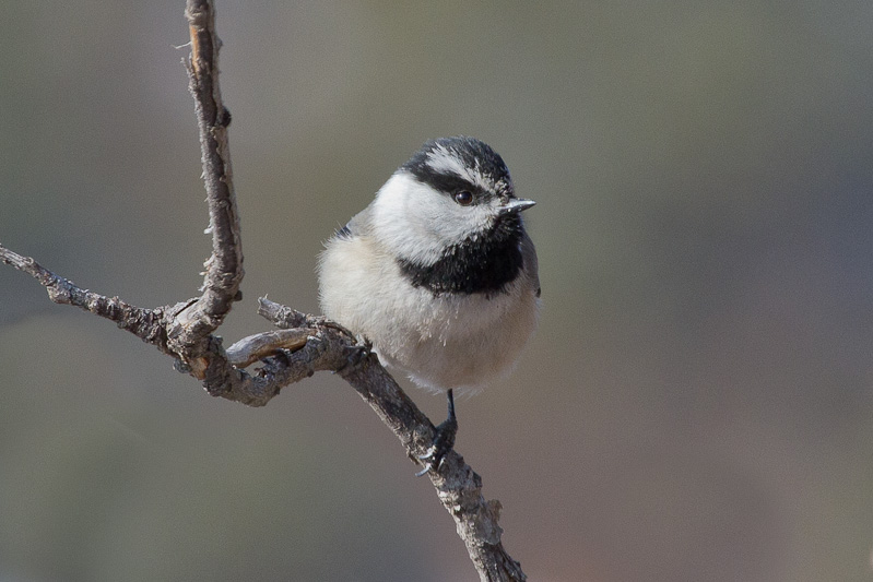 Mountain Chickadee