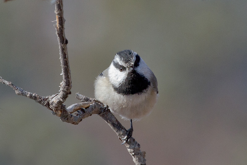 Mountain Chickadee