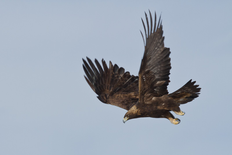 Golden Eagle
