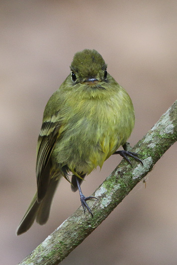 Yellowish Flycatcher