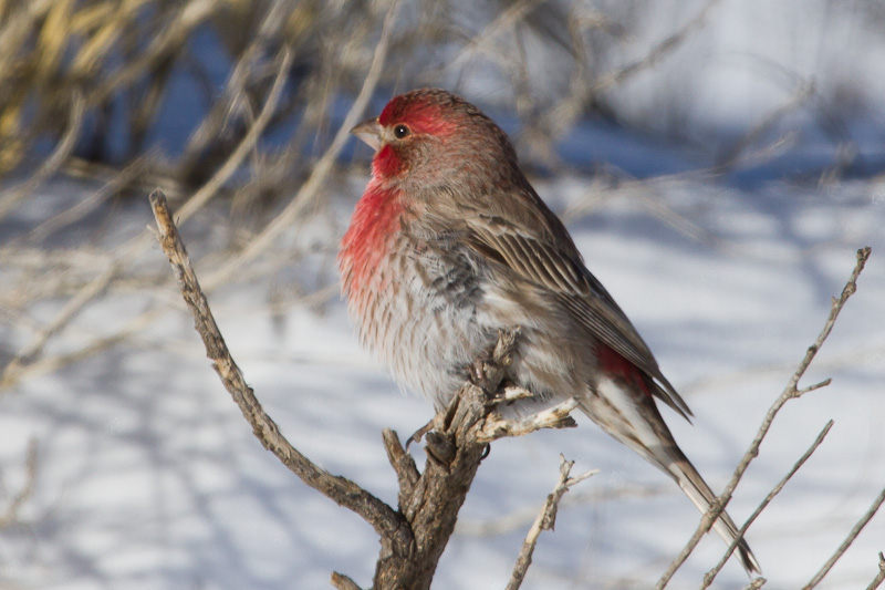 House Finch