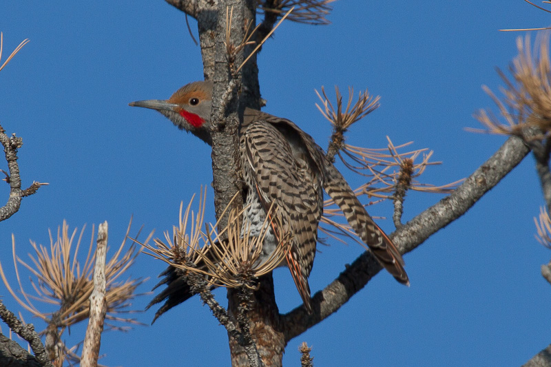 Northern Flicker