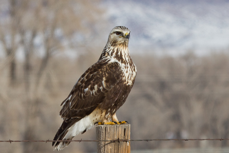 Rough-legged Hawk