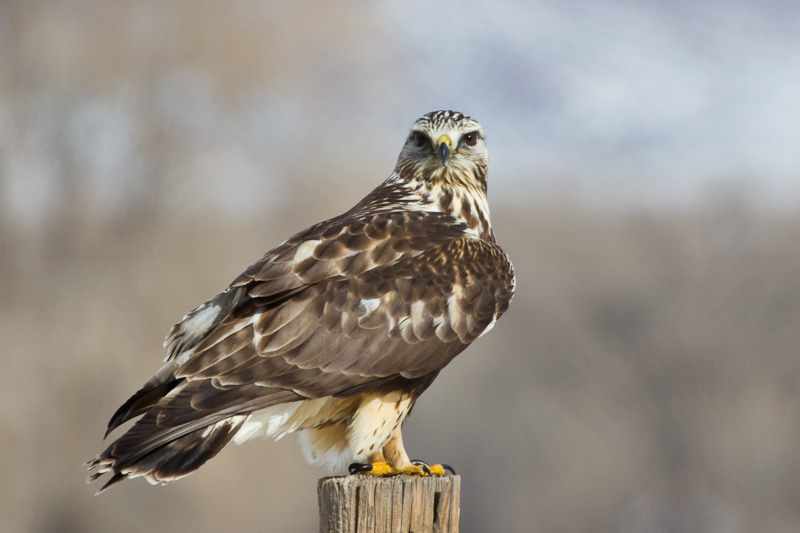 Rough-legged Hawk
