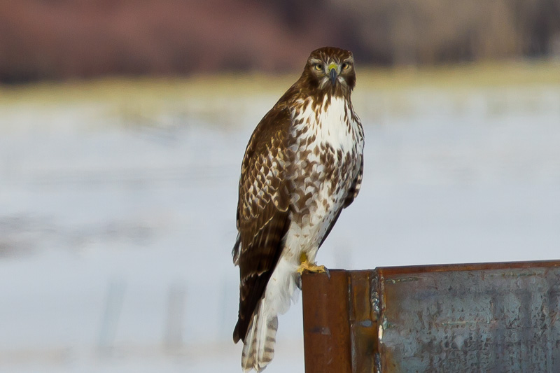 Rough-legged Hawk