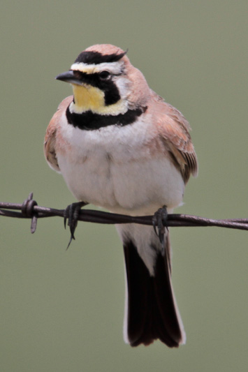 Horned Lark 