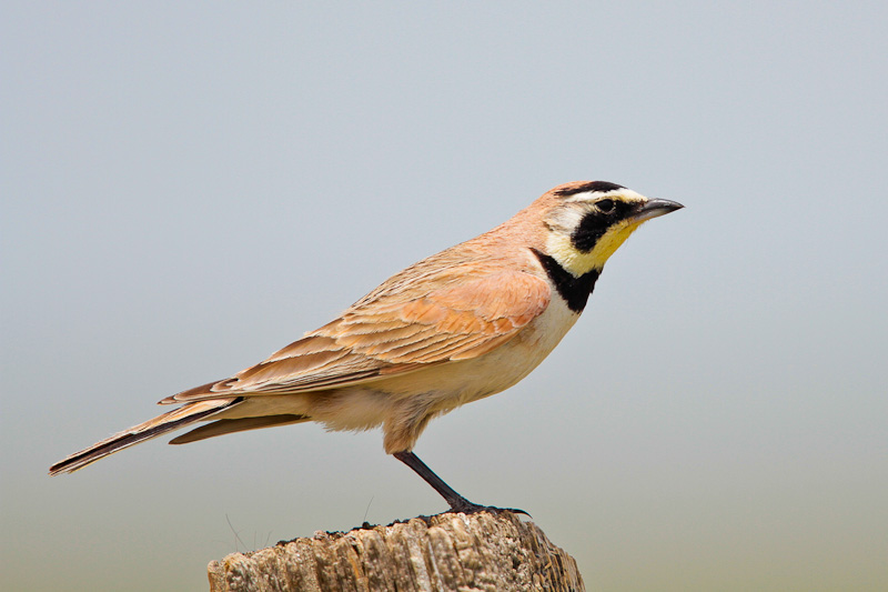 Horned Lark