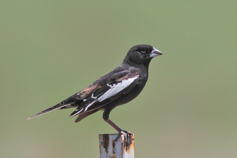 Lark Bunting
