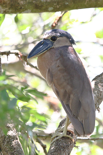 Boat-billed Heron 