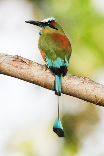 Turquoise-browed Motmot