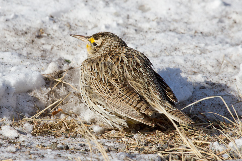 Western Meadowlark