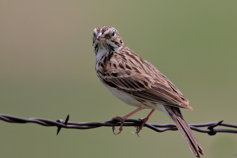 Vesper Sparrow