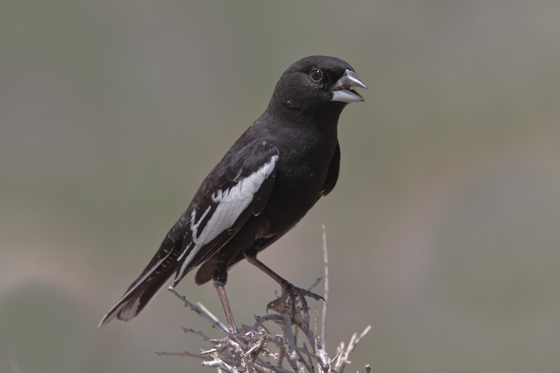 Lark Bunting
