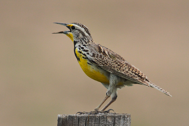Western Meadowlark