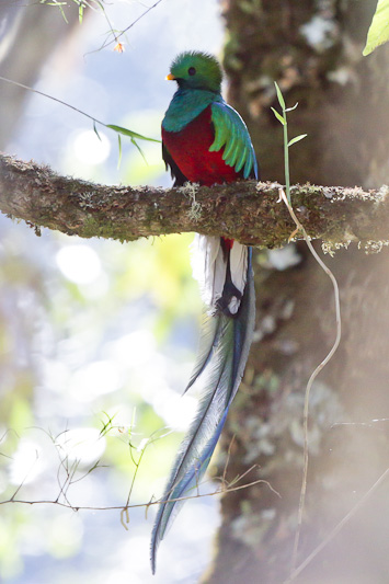 Resplendent Quetzal