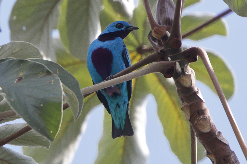 Turquoise Cotinga