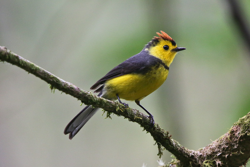 Collared Redstart